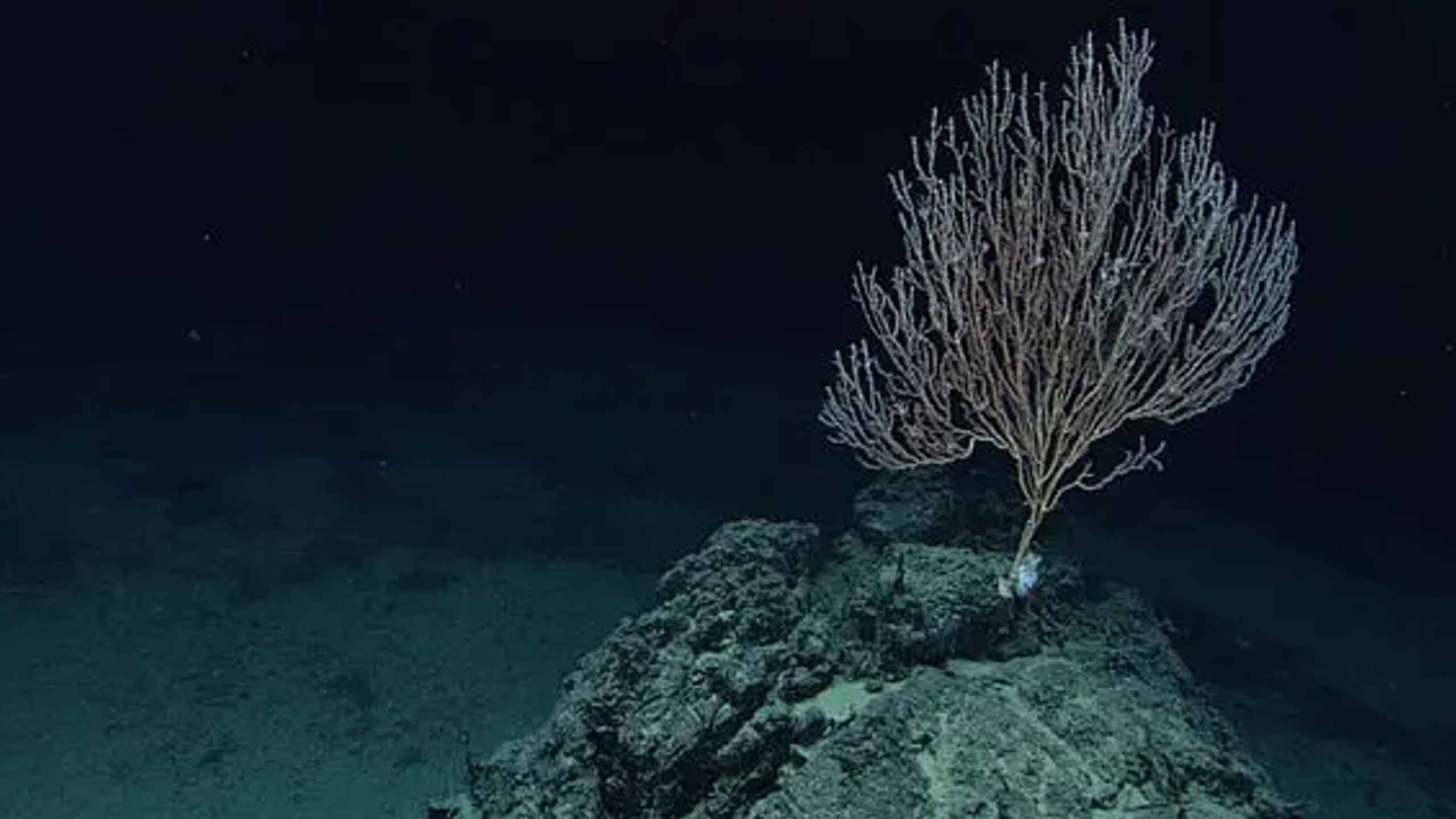 There are holes on the ocean floor. Experts don’t know why