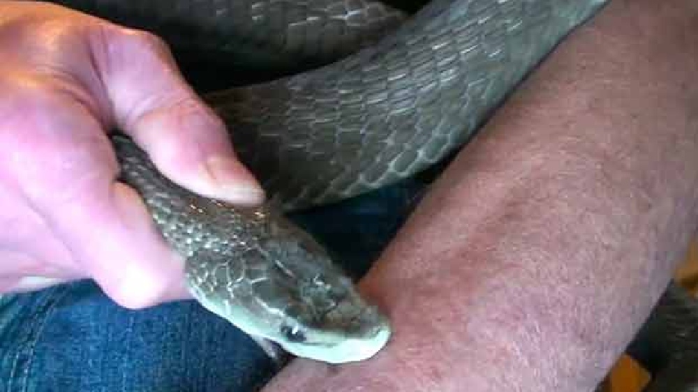 Ensure adequacy of anti-rabies, anti-snake venom in PHCs: DPH