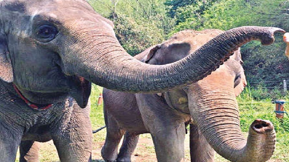 The secret to an elephant’s trunk is skin deep The secret to an elephant’s trunk is skin deep