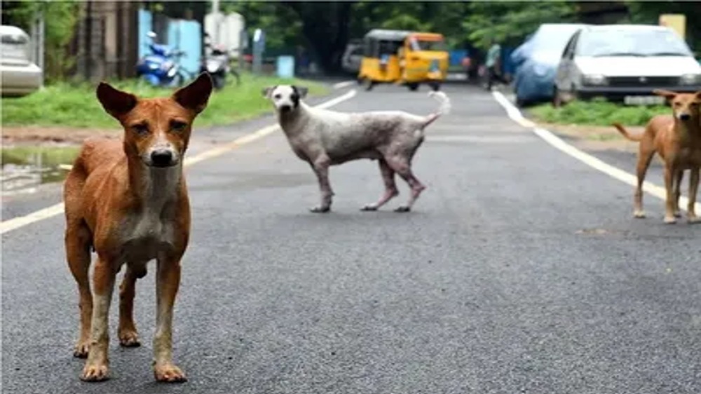 Over 4,000 stray dogs in Chennai to get reflective collars Over 4,000 stray dogs in Chennai to get reflective collars