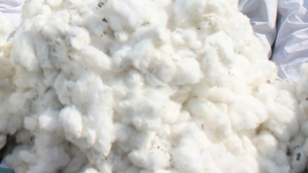 Cotton auctioned for Rs 8000 to Rs 12000 per quintal in Tiruvarur