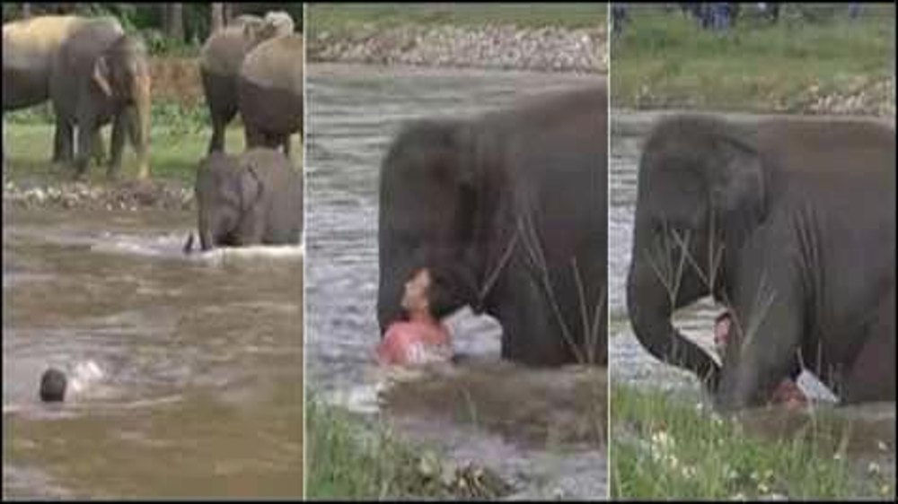 Old video of elephant running to save drowning man winning hearts Old video of elephant running to save drowning man winning hearts