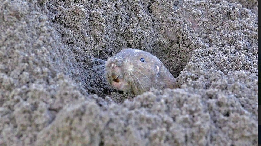 A question worth answering: Are gophers farmers? A question worth answering: Are gophers farmers?