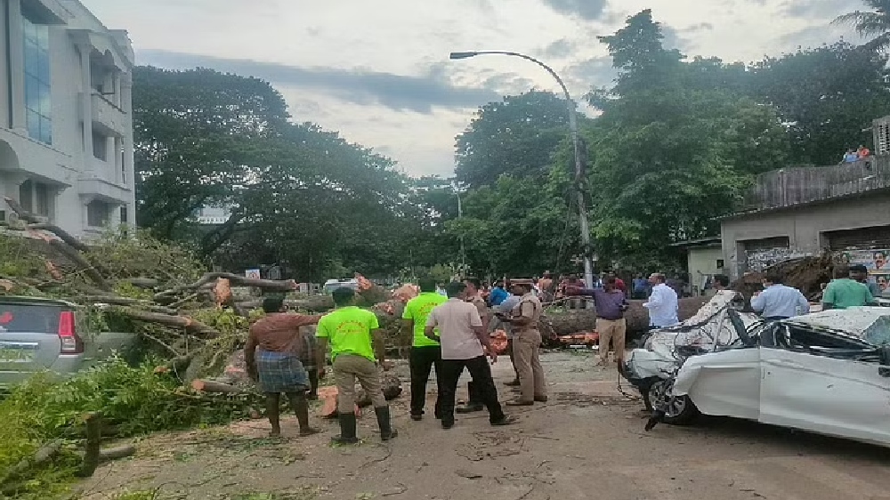 Tree pruning near drains intensifies after KK Nagar accident