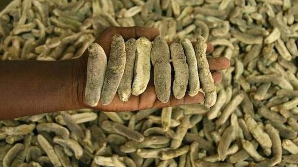 450 kg sea cucumber seized along with vehicles; 2 held in Mandapam