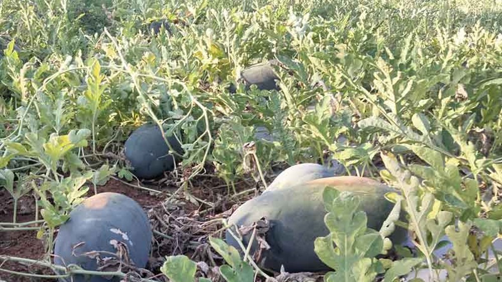 Fruits garden in Pondy jail opened