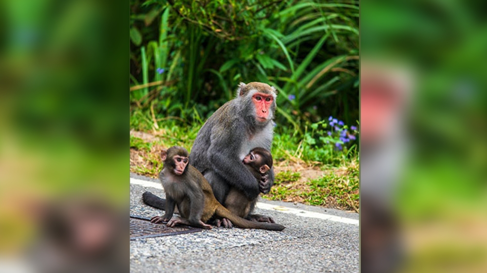 Female monkeys live longer with female pals: Research