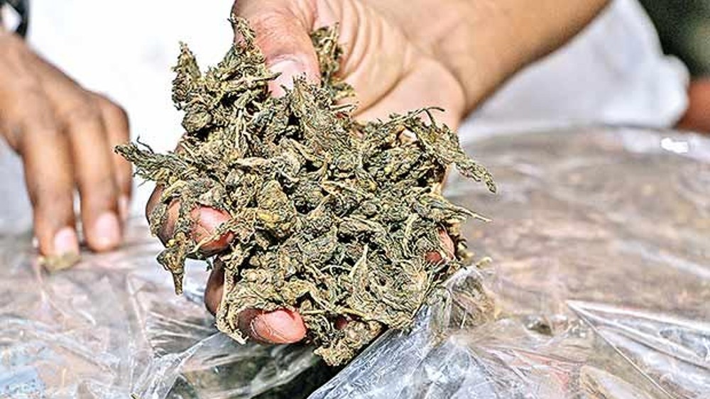 Cops seize 20 kg ganja, 12 arrested during raids in Chennai Cops seize 20 kg ganja, 12 arrested during raids in Chennai