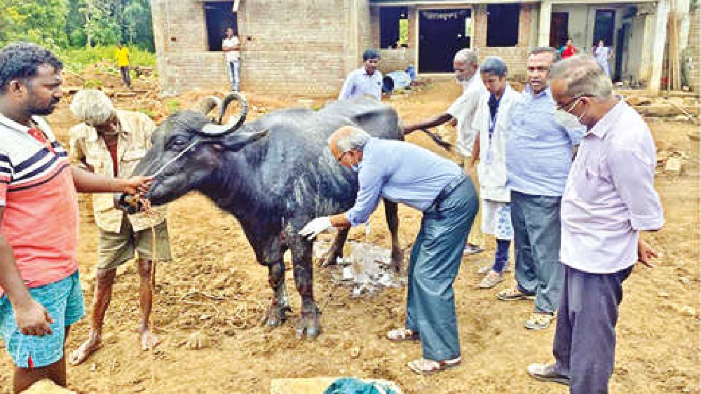 20 buffaloes injured in acid attack by miscreants at Mettupalayam