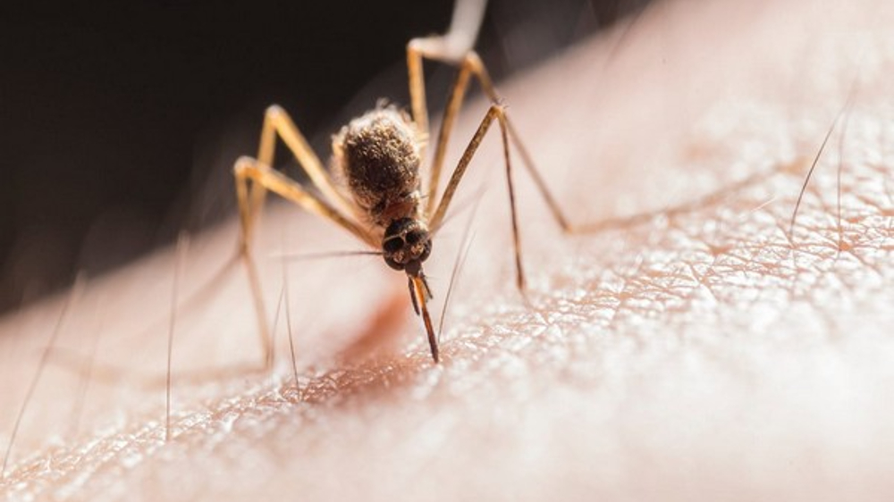 Scientists use mathematical modelling to combat malaria