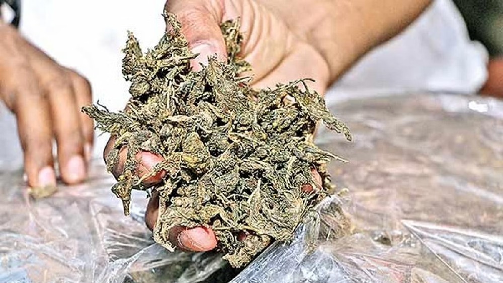 19 kgs ganja, 2 vehicles seized in Vellore; 5 arrested 19 kgs ganja, 2 vehicles seized in Vellore; 5 arrested