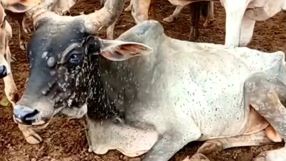 Lumpy skin disease affects over 5,000 cattle in west UP Lumpy skin disease affects over 5,000 cattle in west UP