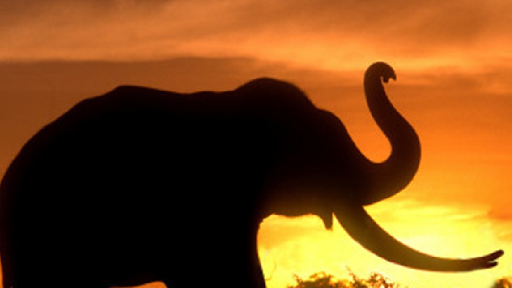 Elephant calf stuck in flood water rescued Elephant calf stuck in flood water rescued