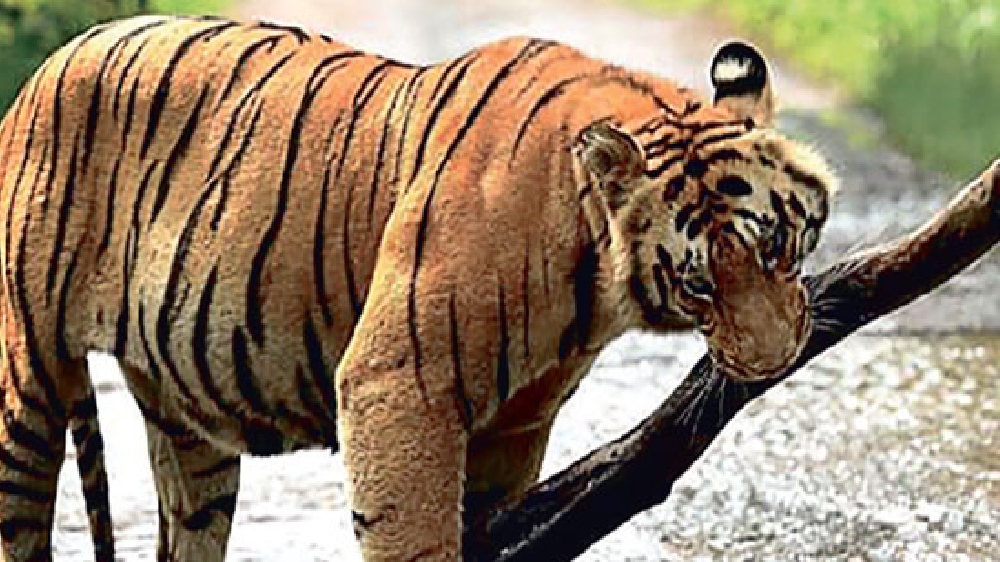 India taking several steps to conserve wildlife population