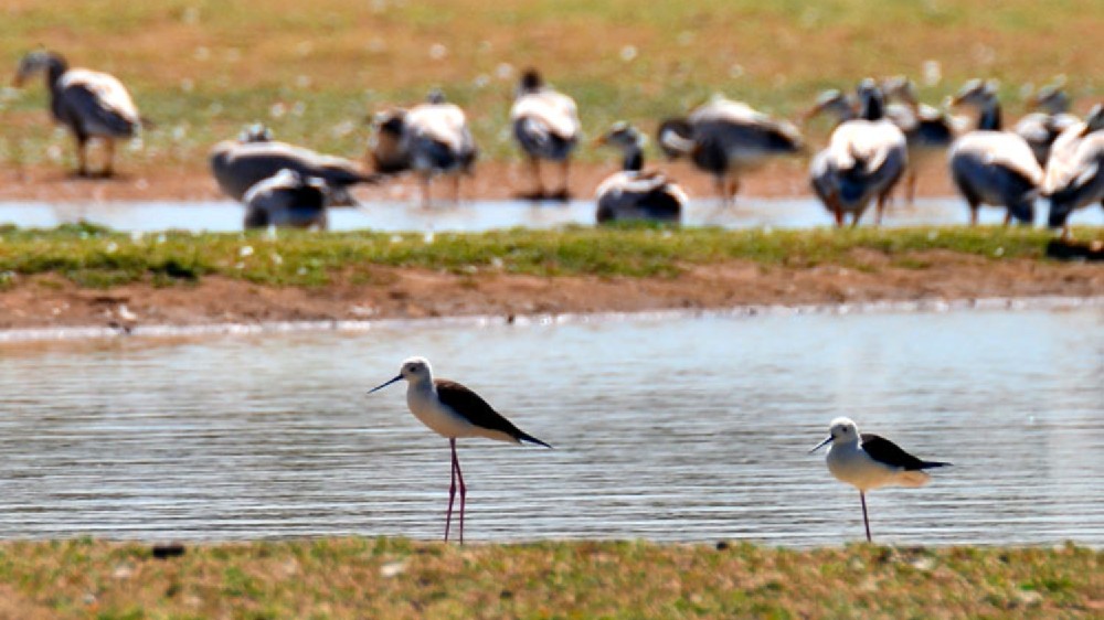 A rescue mission called Ramsar