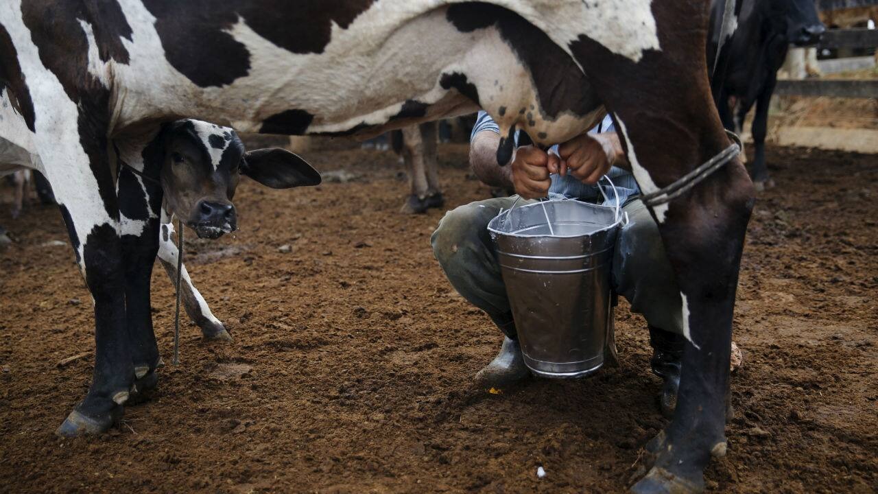 MILMA sets aside Rs 4.50 cr for adopting 3,500 calves MILMA sets aside Rs 4.50 cr for adopting 3,500 calves