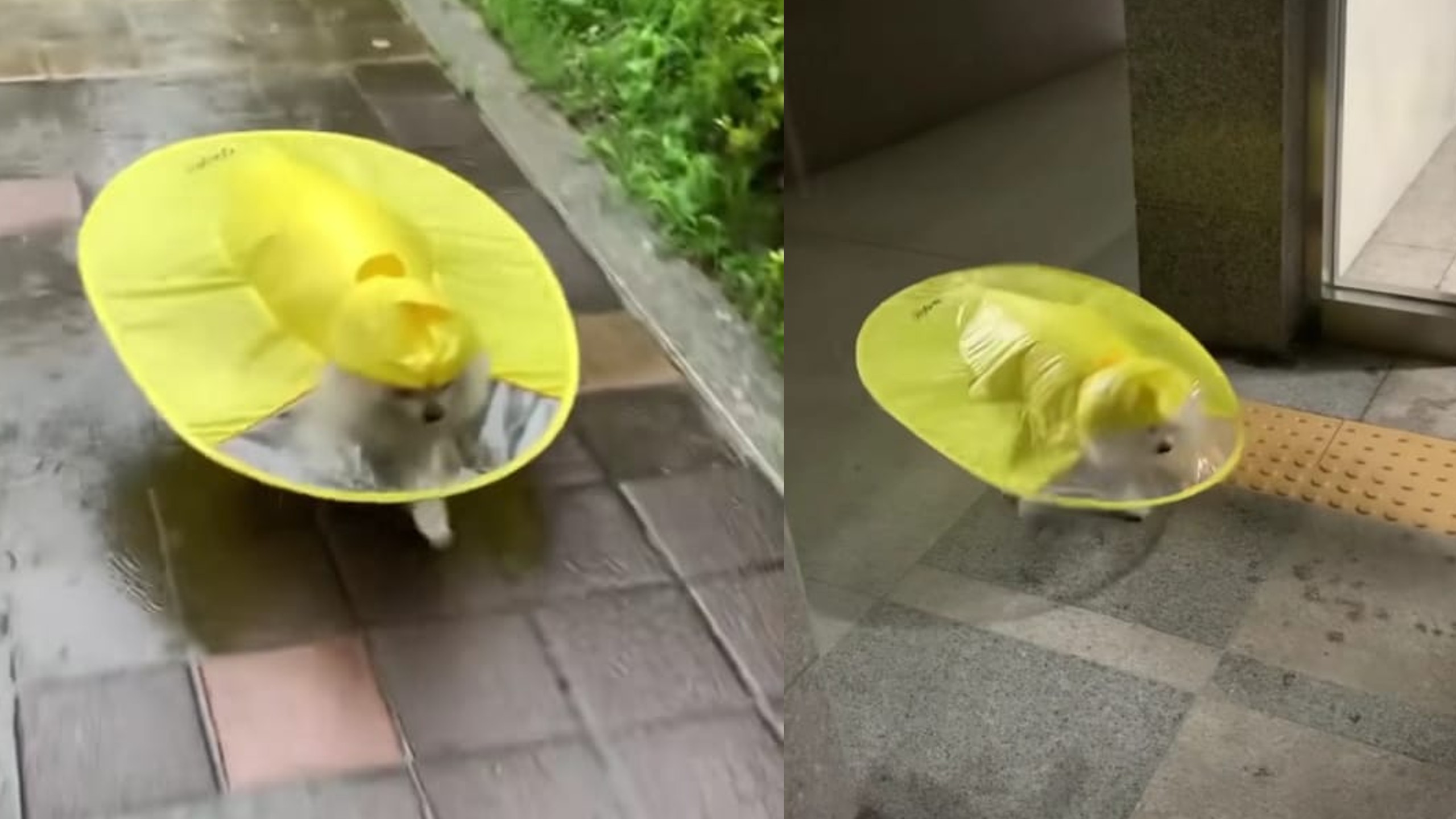 Viral: Dog protects itself from drenching in rain, wears raincoat Viral: Dog protects itself from drenching in rain, wears raincoat
