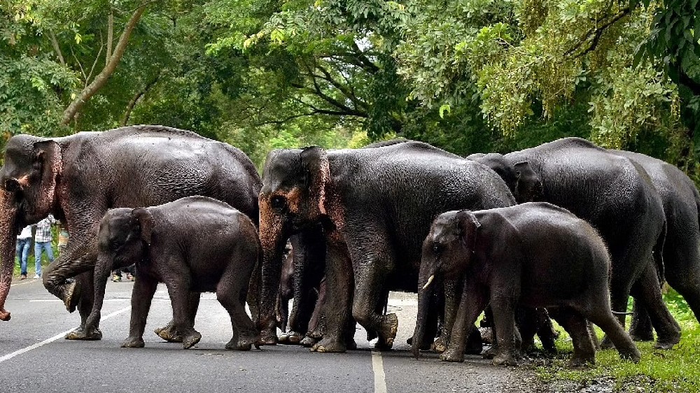 Leg up for India’s pride of jumbos Leg up for India’s pride of jumbos