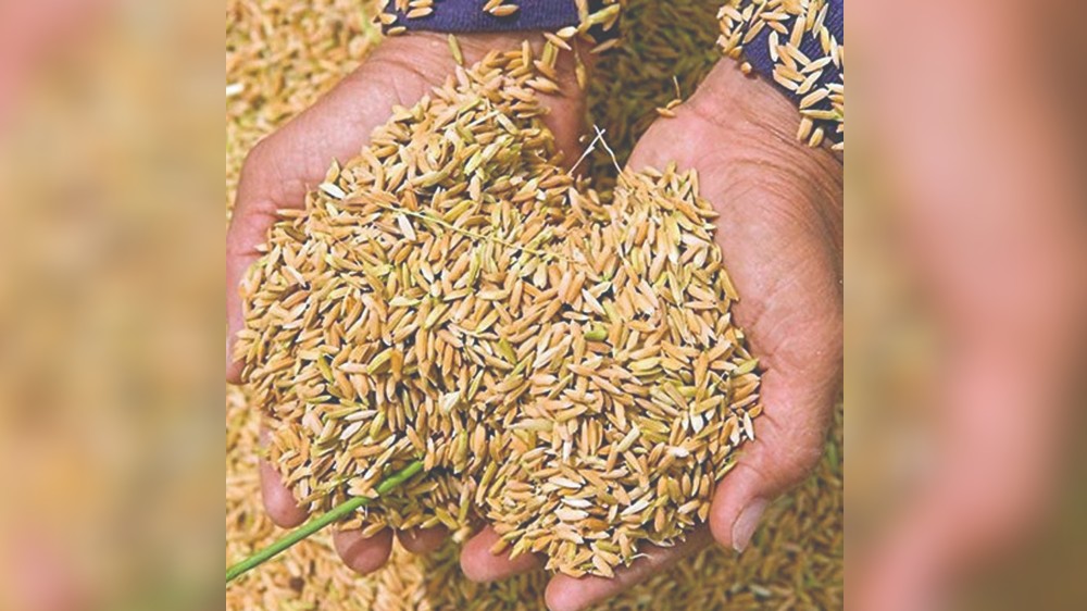 Motta rice losing ground in Delta dists