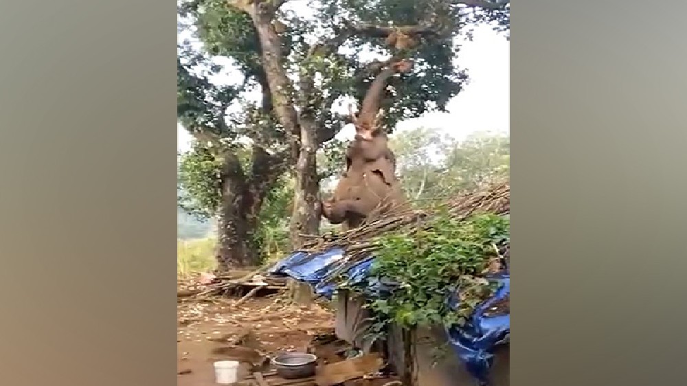 Viral video: Villagers applaud Jumbos efforts to pluck jackfruits Viral video: Villagers applaud Jumbos efforts to pluck jackfruits