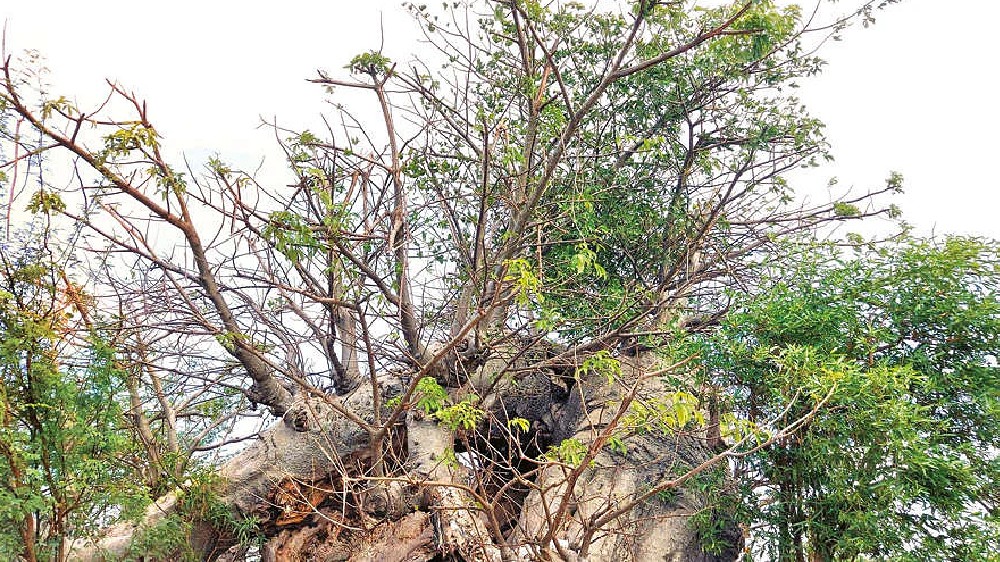 Residents want removal of weak tree from Madipakkam road