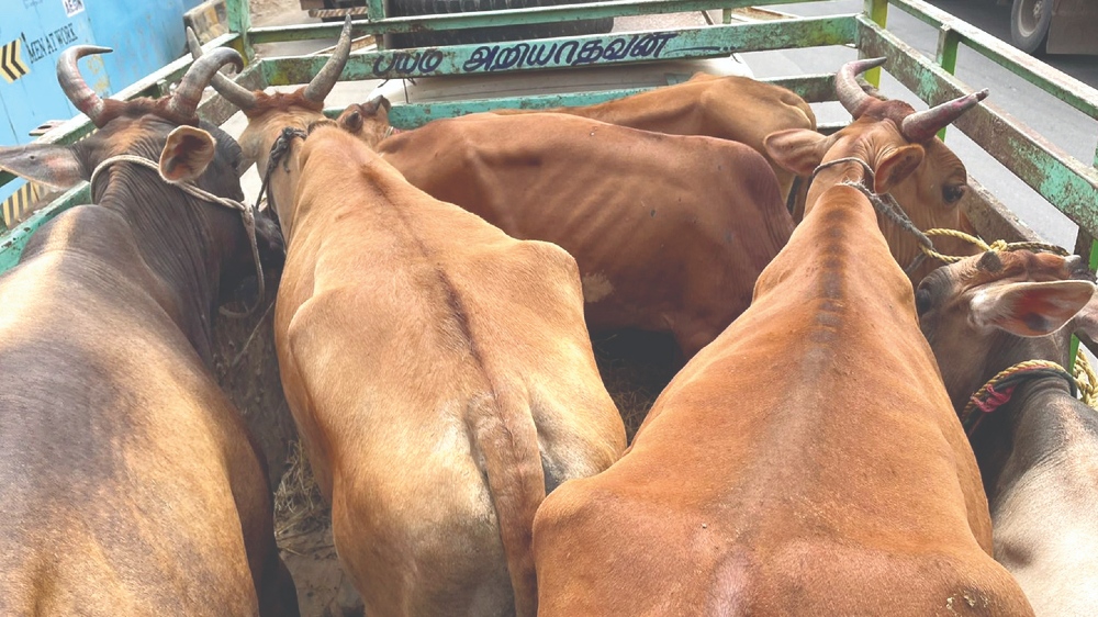 Activist rescues 6 cattle from illegal slaughtering