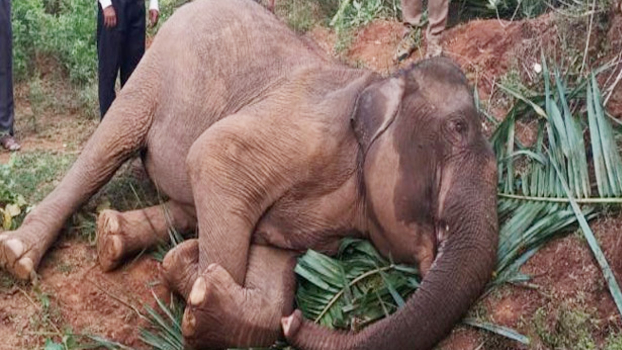 Elusive sick wild elephant spotted near Senguttai village