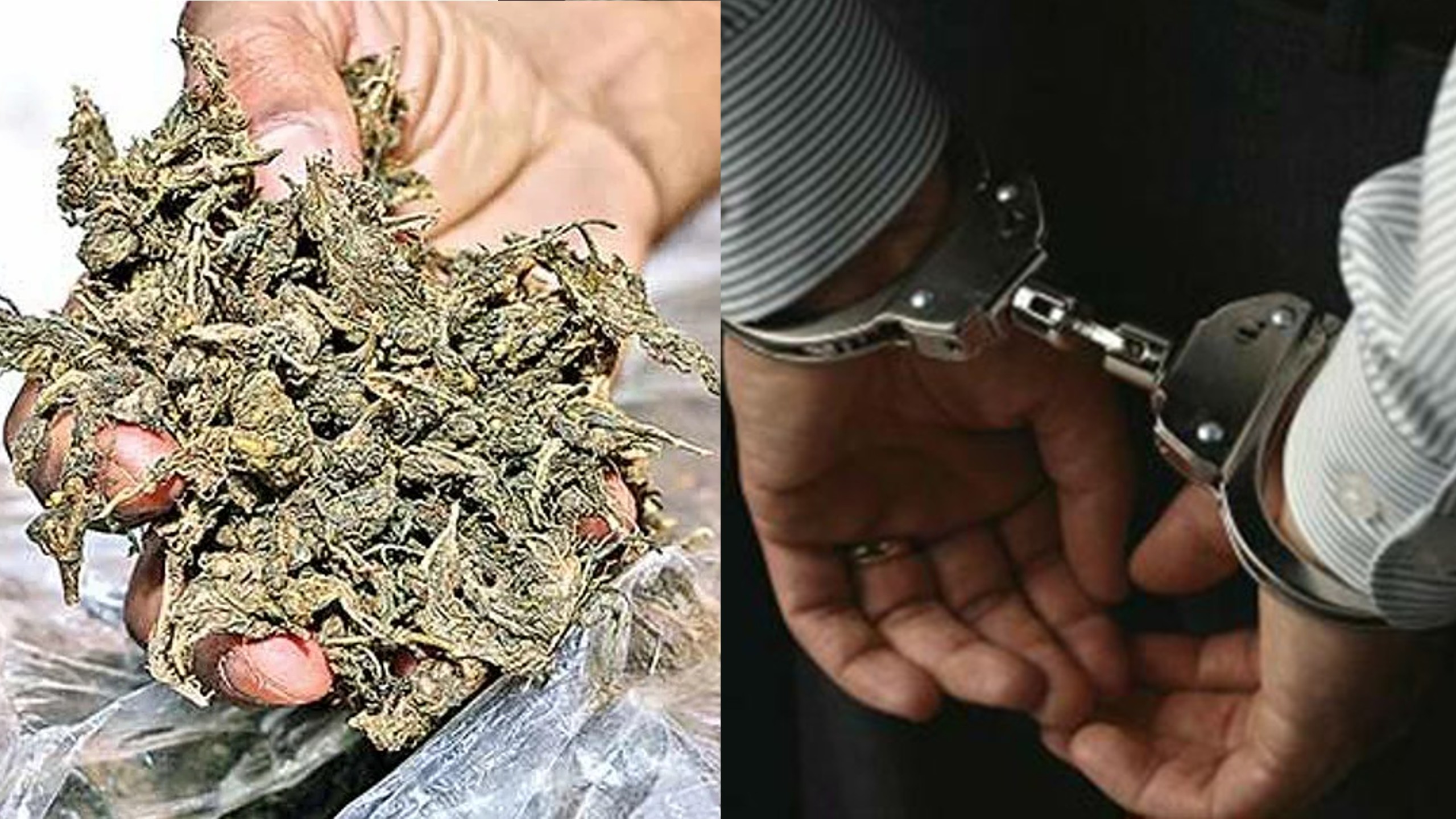 14 kg ganja, 15 sacks of gutkha seized, couple held in Vellore