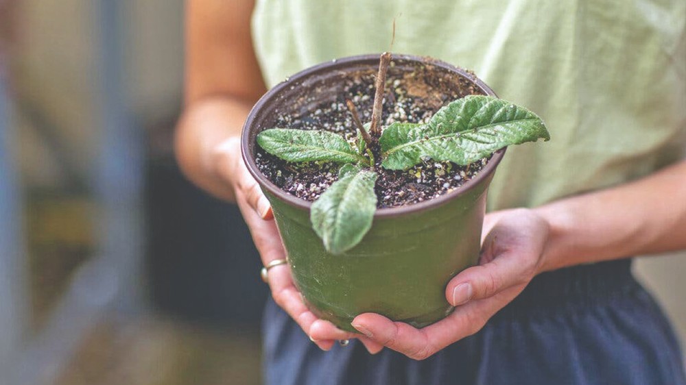 This pushy plant is the first proved to shove its neighbour