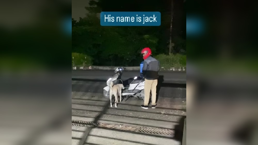 Pizza delivery agent delivers with pet dog on scooter Pizza delivery agent delivers with pet dog on scooter