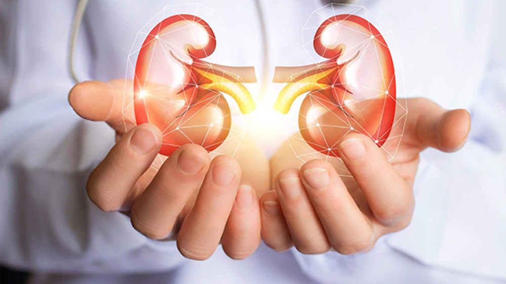 Metabolism might be vital for future kidney disease treatment