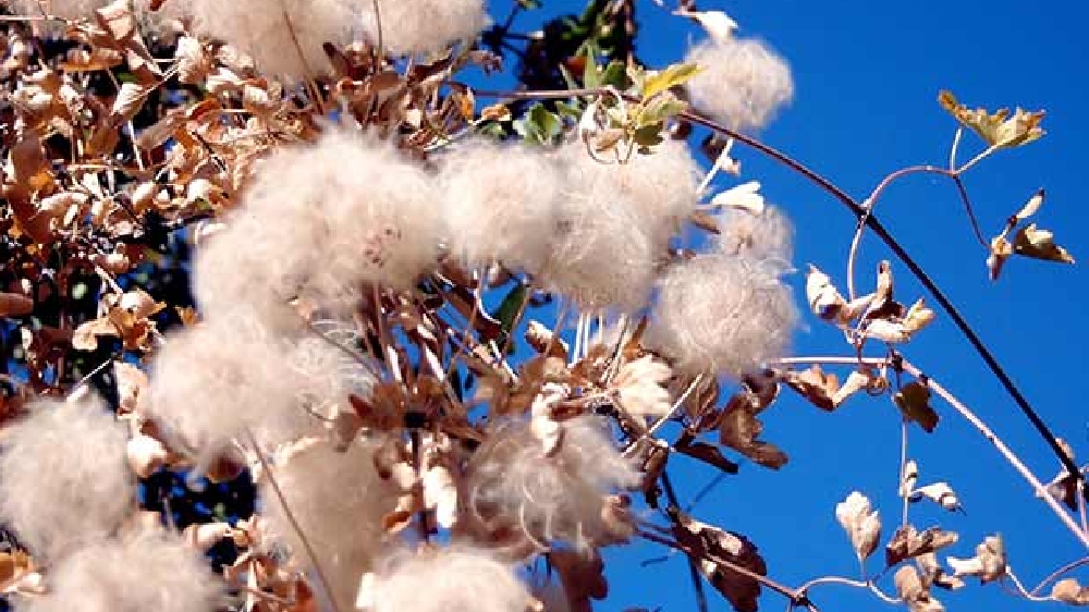 Arthiya commission on cotton reduced to 1 pc in Punjab