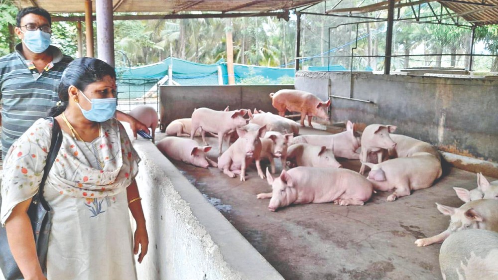 Kovai Officials inspect pig farms after disease detected in Kerala