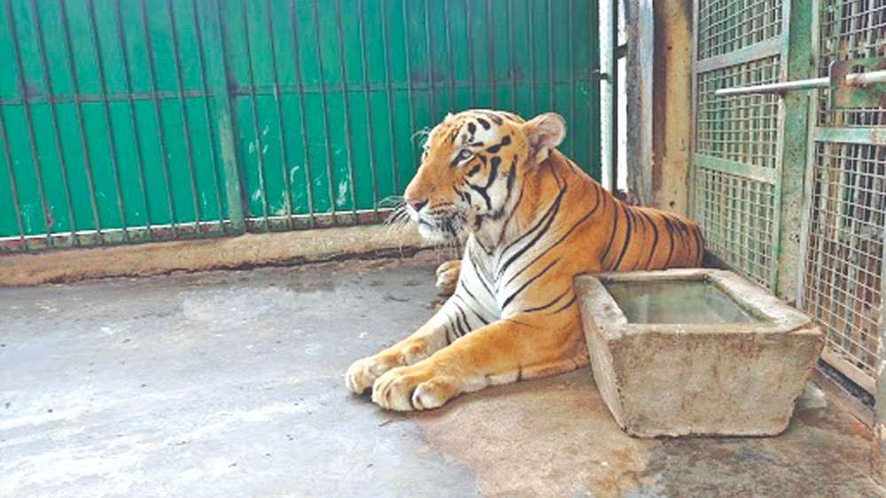 6-yr-old male tiger not taking food; keeps Zoo keepers on toes