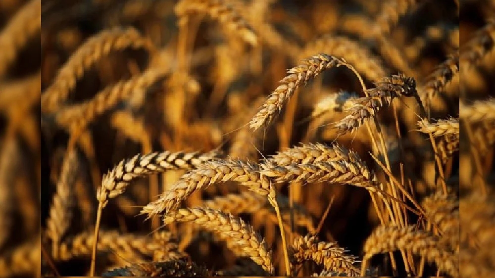 No plans to import wheat into India: Govt sources No plans to import wheat into India: Govt sources