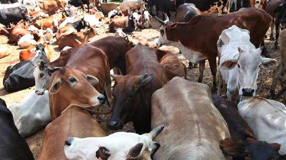 Unidentified persons booked for cow slaughtering in Rajasthan