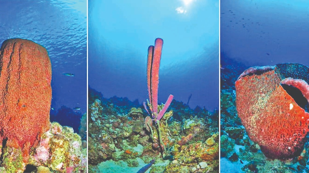 Sneeze by sneeze, sponges fill the seas with their mucous Sneeze by sneeze, sponges fill the seas with their mucous
