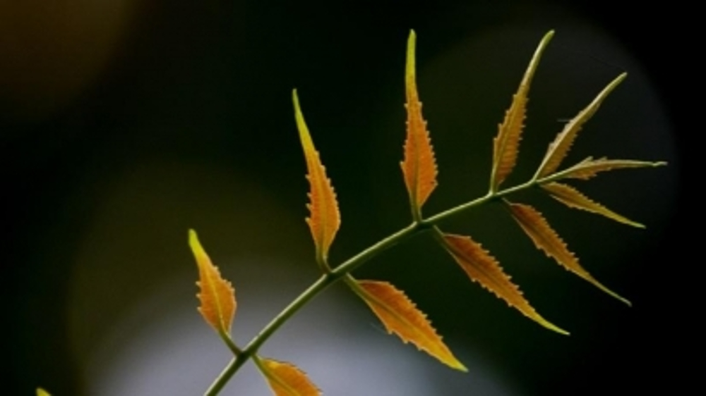 The first line of defence during Monsoons