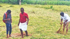 Submerged paddy, less fertilizer disappoint farmers of Ranipet dist