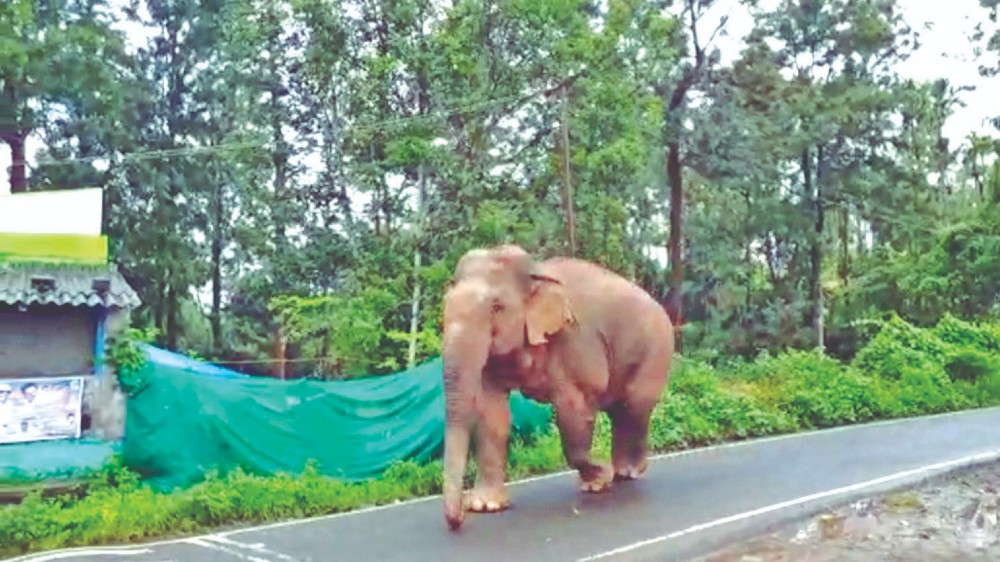 Wild jumbo damages car in Gudalur