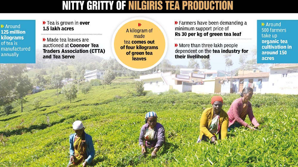 Tea growers anguished at plummeting prices