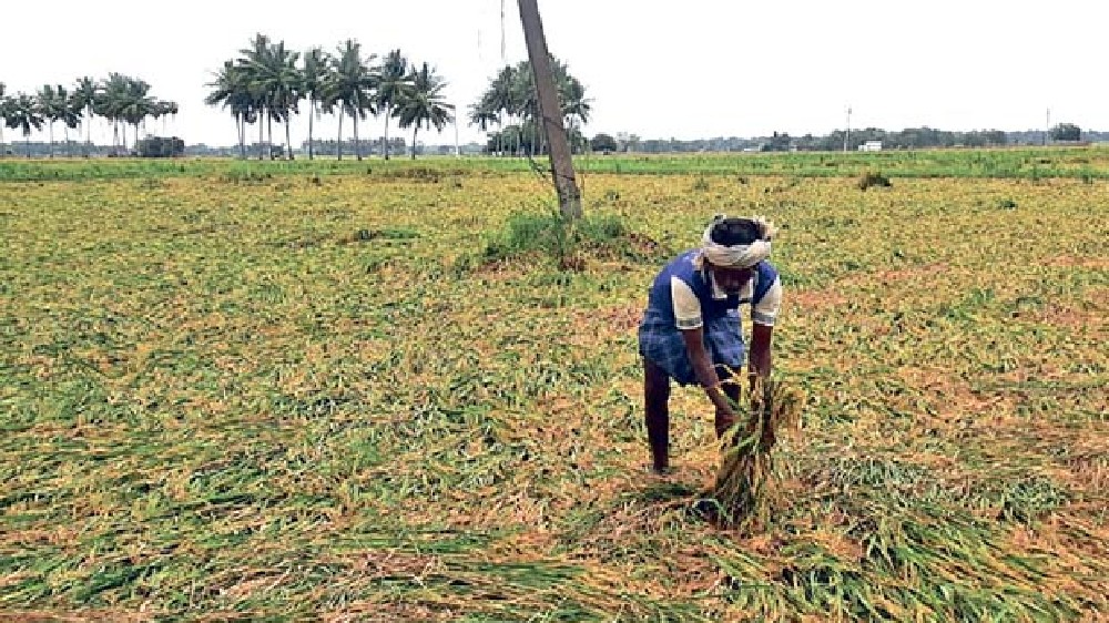 Arani taluk paddy hullers change tactics post lockdown