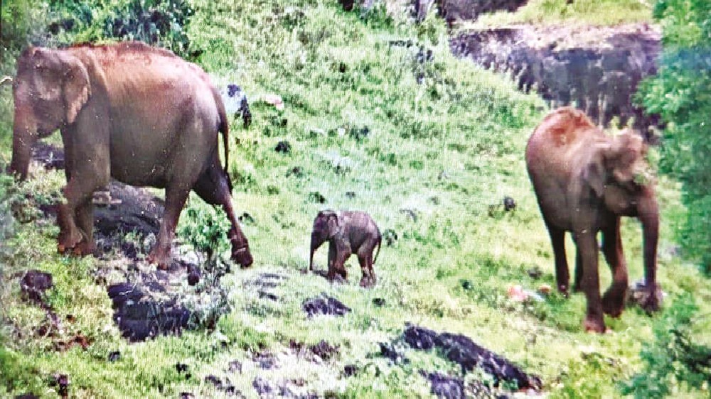 Happy reunion for rescued jumbo calf with herd on Vinayaka Chaturthi