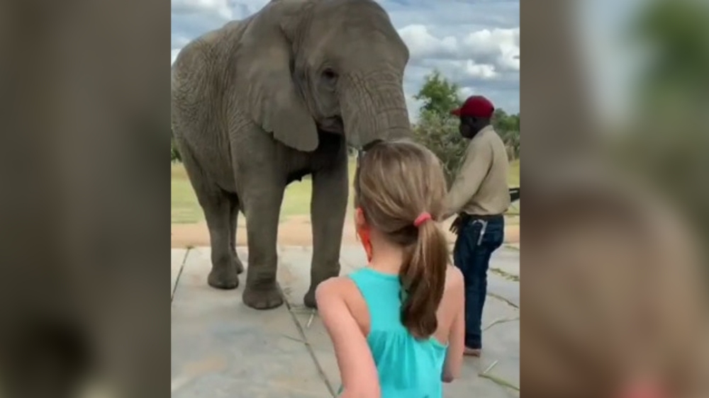 Watch: Elephant Mimics Little Girls Dancing Steps