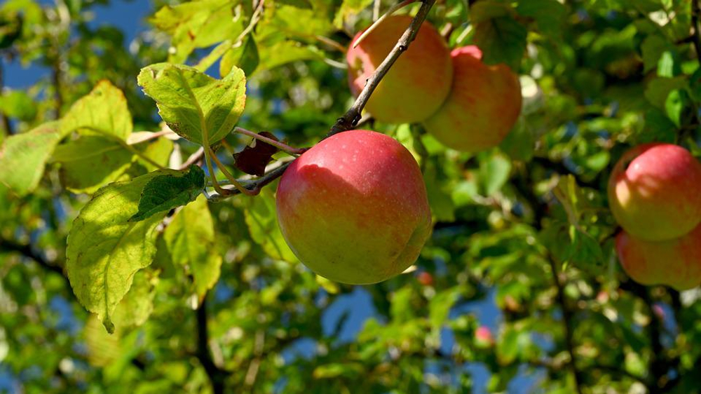 Research-centric orchards chart the apple’s future Research-centric orchards chart the apple’s future