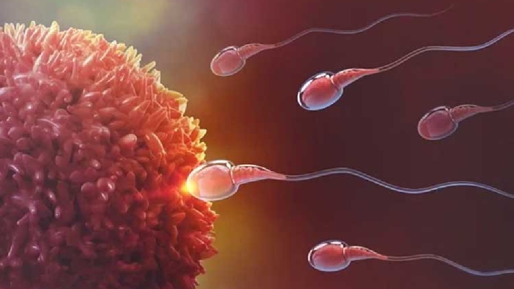 CCMB-led research identifies eight novel genes for male fertility