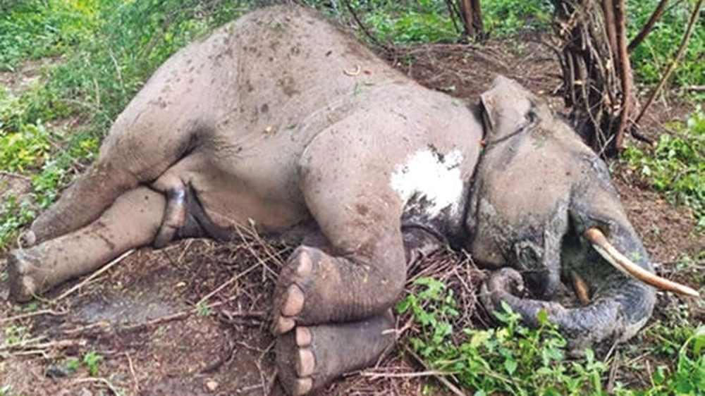 Tusker suspected to have been killed by another in Sirumugai