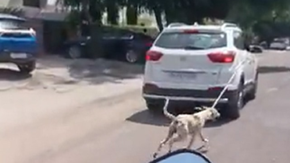 Dog tied to car being dragged on Jodhpur roads, case registered
