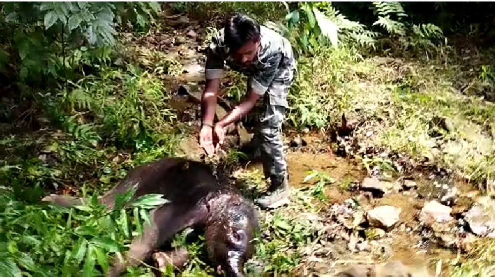Baby elephant reunited with its mother in The Nilgiris