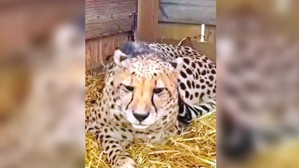 Old clip of cheetahs shared with false narrative Old clip of cheetahs shared with false narrative